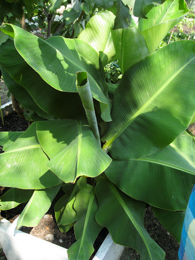 She also grows a couple of banana plants, which she overwinters in her apartment. Though it won't produce fruit, she gives the leaves to neighbors who use them for some authentic Puerto Rican pasteles.