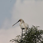 IMG_6681.JPG