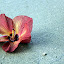 Flower On The Beach - Oak Beach, Australia