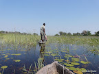 Okavangodelta