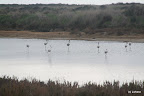 Flamingo's in een zout lagune