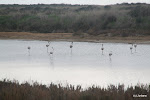 Flamingo's in een zout lagune