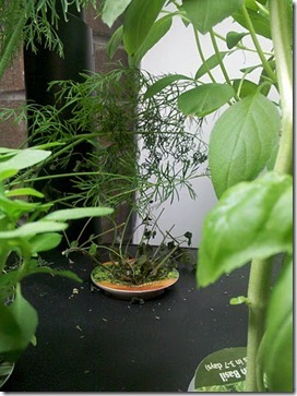 oregano oregano