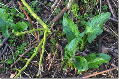 arum maculatum bg