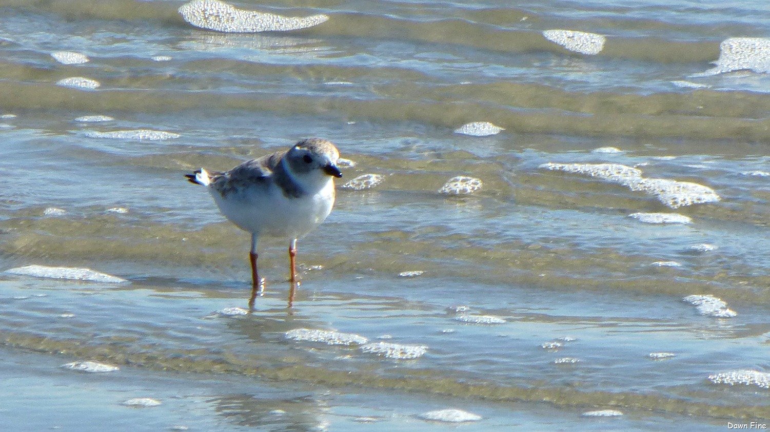 [Beach%2520Debris%2520North%2520beach_057%255B4%255D.jpg]