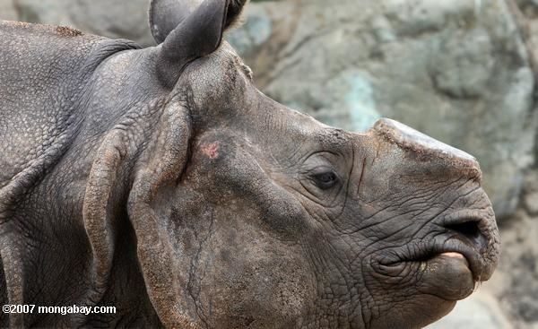 Indian rhino with its horn sawed off, 2007. A cut-off horn may help keep poachers away, but doesn't guarantee it. Photo: Rhett A. Butler / mongabay.com