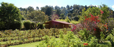 cabana-del-agustin-cerca-del-arroyo-de-avandaro-11.jpg