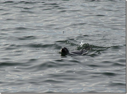 Harbor Seal, Chesapeake Bay