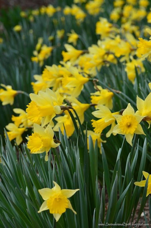 Painted Easter Eggs and Daffodils 