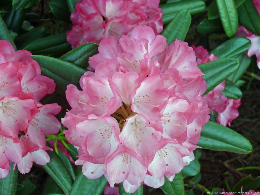 [Oregon%2520Rhododendron%255B11%255D.jpg]