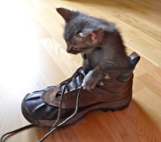 gatto-da-passeggiata_contemplattivit gatto-da-passeggiata_contemplattivit