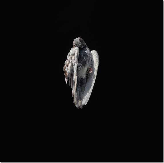 Jeremy-Geddes-Miserere 2 Jeremy-Geddes-Miserere 2