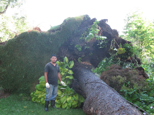 Franny, do you remember the tall white pine that was knocked over in last week's storm?  Wilmer looks a little stunned.