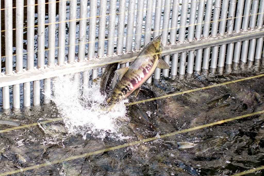 [IMG_1440%255B24%255D.jpg]