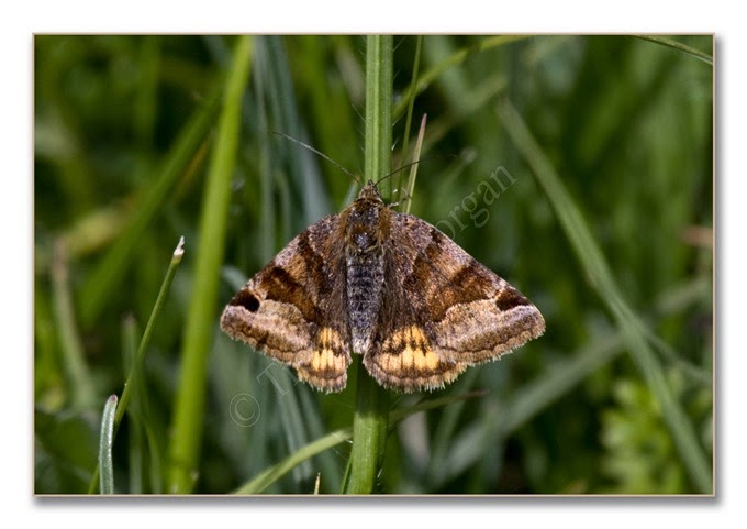 Day Moth 13  Burnet Companion