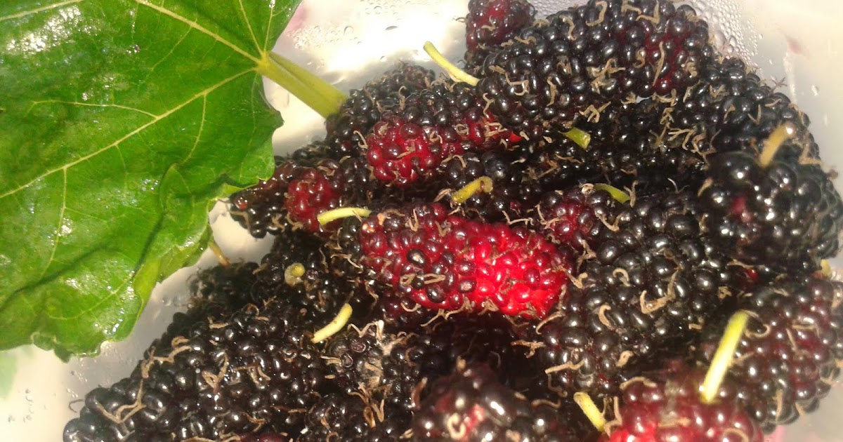 khasiat buah mulberry