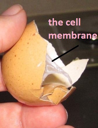 [dissolve%2520shell%25203%255B2%255D.jpg]