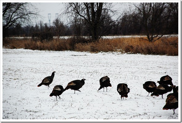 Turkeys