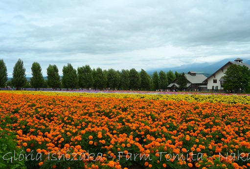 Glória Ishizaka - Farm Tomita 77