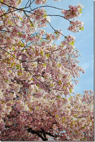 DSC_0018 DSC_0018