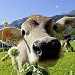 Der Hof Edenlehen - Am Ursprung - Photo 6