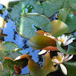 Montego Bay 063.JPG