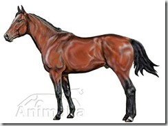 Blood bay Quarter Horse (2) Blood bay Quarter Horse (2)