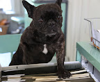 Look at these extensive files in the 'Animal' drawer!  You can tell how important all of Martha's animals are to her!  Each and every one of us has our very own file!