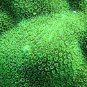Mustard Hill Coral