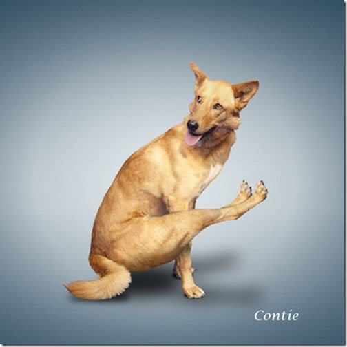 Yoga-dogs-5