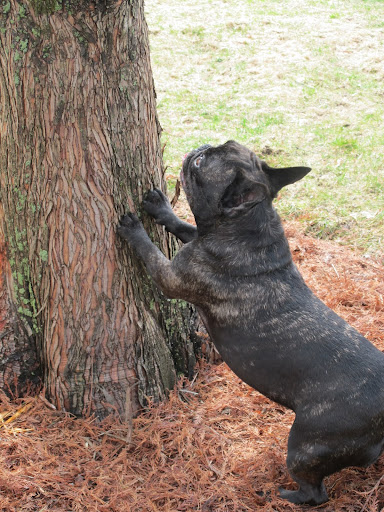 Grrrrrrr!  Well that's it!  I'm going to jump as high as I can to reach that little bugger!