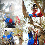 some olive harvest photos 001