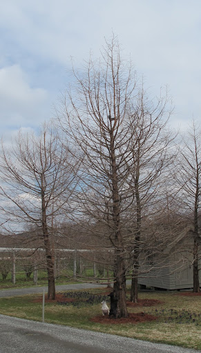 Hey, Squirrel!  We see you up there!