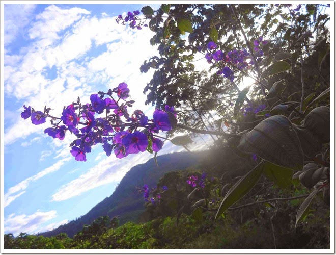 céu e flor lindas