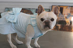 This sweet Seersucker Dress is detailed with white and teal stripes.