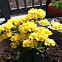 Yellow Kalanchoe