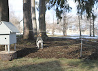 Last autumn, there was a very large bulb planting project that was photographed for the magazine.  I believe 3,000 daffodils were planted here.
