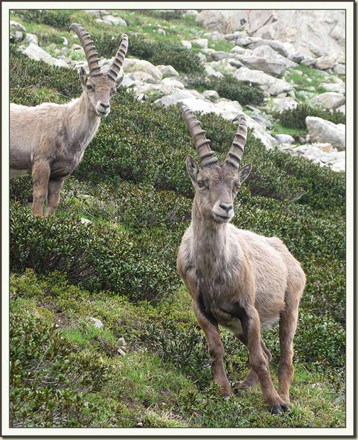 The Curious Brothers - two ibex in the Maritime Alps The Curious Brothers - two ibex in the Maritime Alps