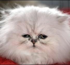 [kimba%2520sobrevivio%2520lavadora%2520%25283%2529%255B3%255D.jpg]