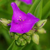 IMGP1016.JPG