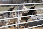 The donkeys are mesmerized!