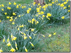 birthday-flower-daffs