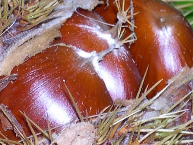 [Nirvana%2520chestnuts%255B5%255D.jpg]