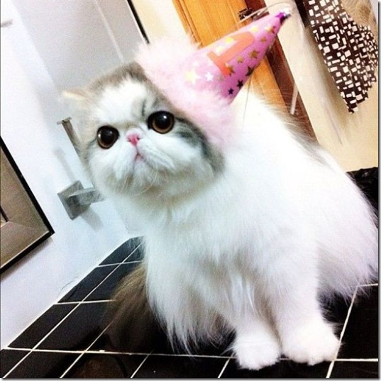 funny-animals-cute-26