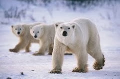Polar Bear Polar Bear