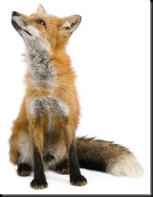 Red fox (4 years)- Vulpes vulpes