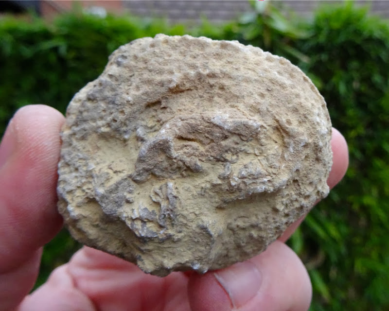 Fossil Coral Wren's Nest, Wenlock Series, 425 million years old! eBay