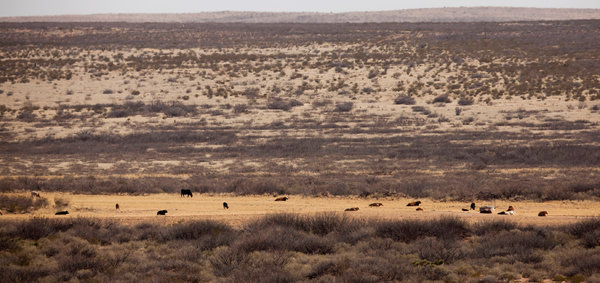 Livestock along the dry Pecos River near Carlsbad, New Mexico. Amid the worst drought on record, the anger of southeastern New Mexico's farmers and ranchers is boiling. Photo: Ivan Pierre Aguirre / The New York Times