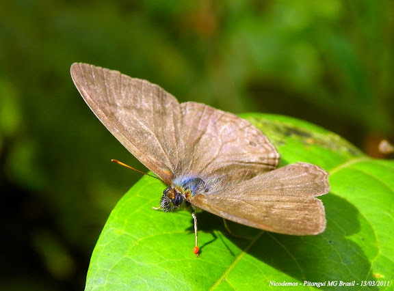 Lépidoptères de Pitangui au Minas Gerais - Paryphthimoides poltys (PRITTWITZ, 1865). Un acarien (Thrombidiidae ou Erythraeidae) rouge est fixé sur la patte antérieure gauche de ce Satyrinae. Pitangui (MG, Brésil), 13 mars 2011. Photo : Nicodemos Rosa