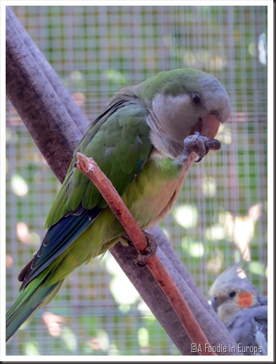 parrot eating2